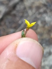 Camissoniopsis lewisii