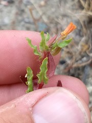 Camissoniopsis lewisii