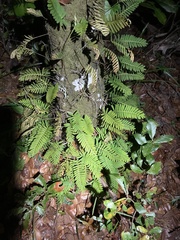 Pleopeltis michauxiana