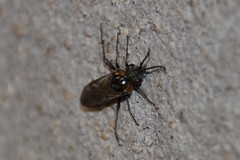 Dolerus haematodes