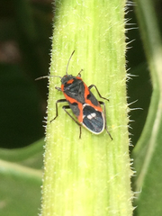 Lygaeus kalmii kalmii