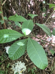 Tabernaemontana citrifolia