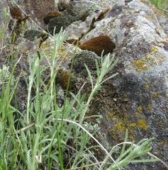 Achillea ochroleuca
