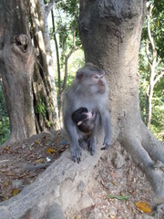 Macaca fascicularis