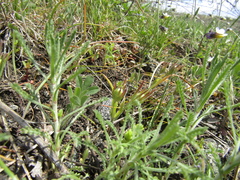 Gagea bohemica