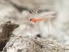 Aphidoletes