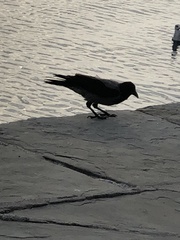 Corvus cornix