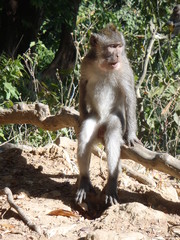 Macaca fascicularis