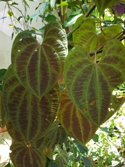 Dioscorea dodecaneura