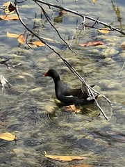 Gallinula galeata