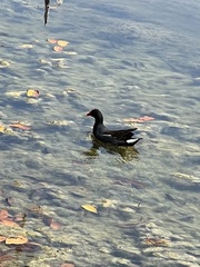 Gallinula galeata