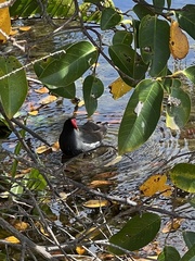 Gallinula galeata