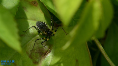 Sphedanolestes impressicollis