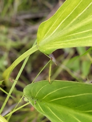 Xanthosoma striatipes