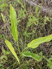 Xanthosoma striatipes