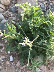 Hesperidanthus linearifolius