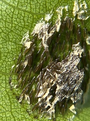 Pterygota