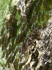 Pterygota