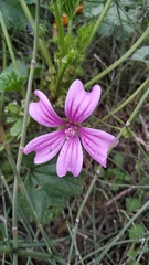 Malva sylvestris