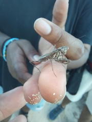 Ligaria