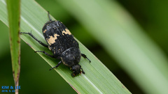 Glycyphana fulvistemma