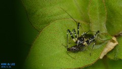 Sphedanolestes impressicollis