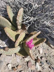 Opuntia basilaris