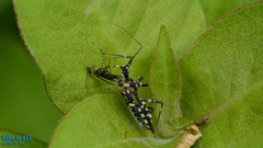 Sphedanolestes impressicollis