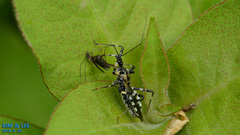 Sphedanolestes impressicollis