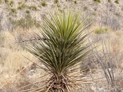 Yucca faxoniana