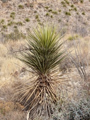 Yucca faxoniana