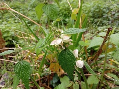 Lamium flexuosum