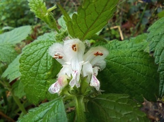 Lamium flexuosum