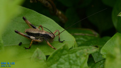 Paratlanticus ussuriensis