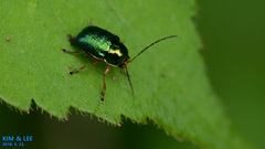 Cryptocephalus hyacinthinus