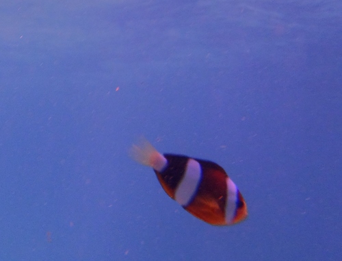 Amphiprion clarkii