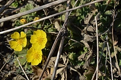 Potentilla incana
