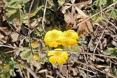 Potentilla incana