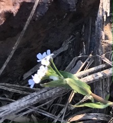 Calepina irregularis