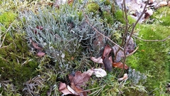 Cladonia subulata