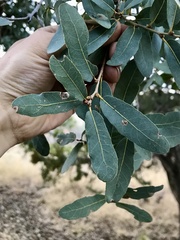 Quercus oblongifolia