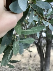 Quercus oblongifolia