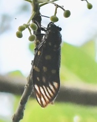 Gaeana maculata