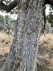 Quercus oblongifolia