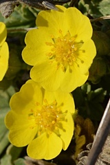 Potentilla incana