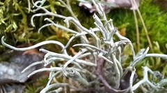 Cladonia subulata
