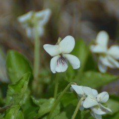 Viola macloskeyi