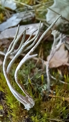 Cladonia subulata