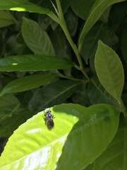 Lasioglossum sexnotatum