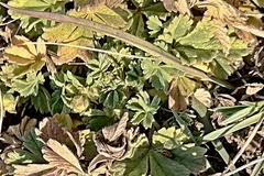Potentilla incana